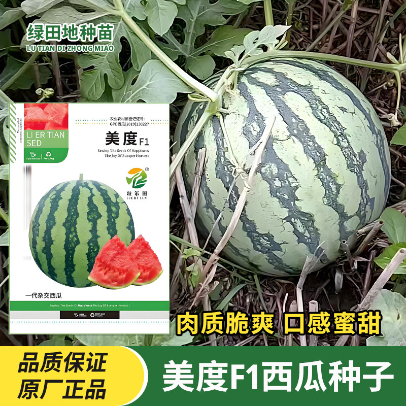 美度F1西瓜种子水果种子