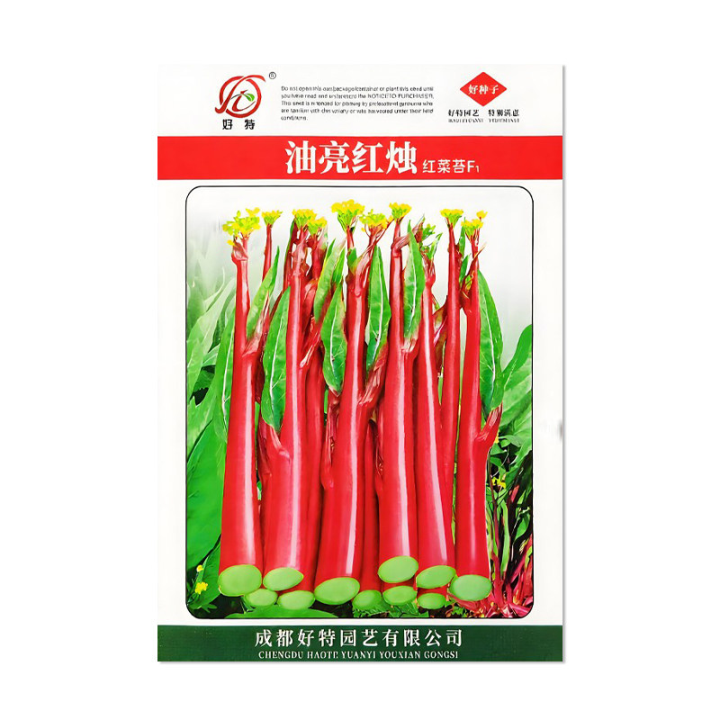 好特油亮红烛红菜苔种子