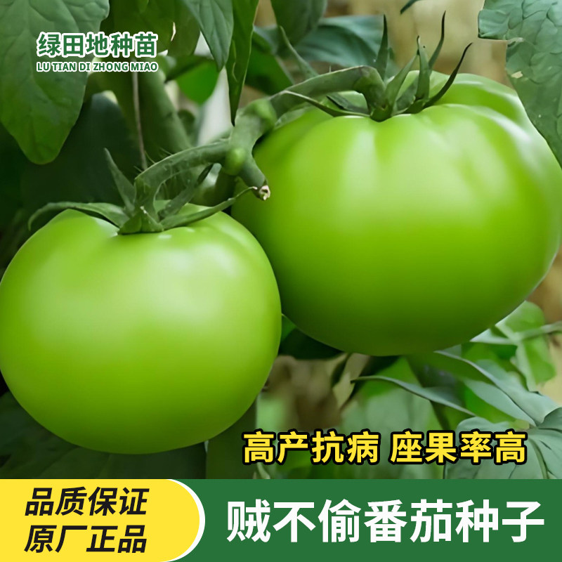 贼不偷番茄种子绿番茄