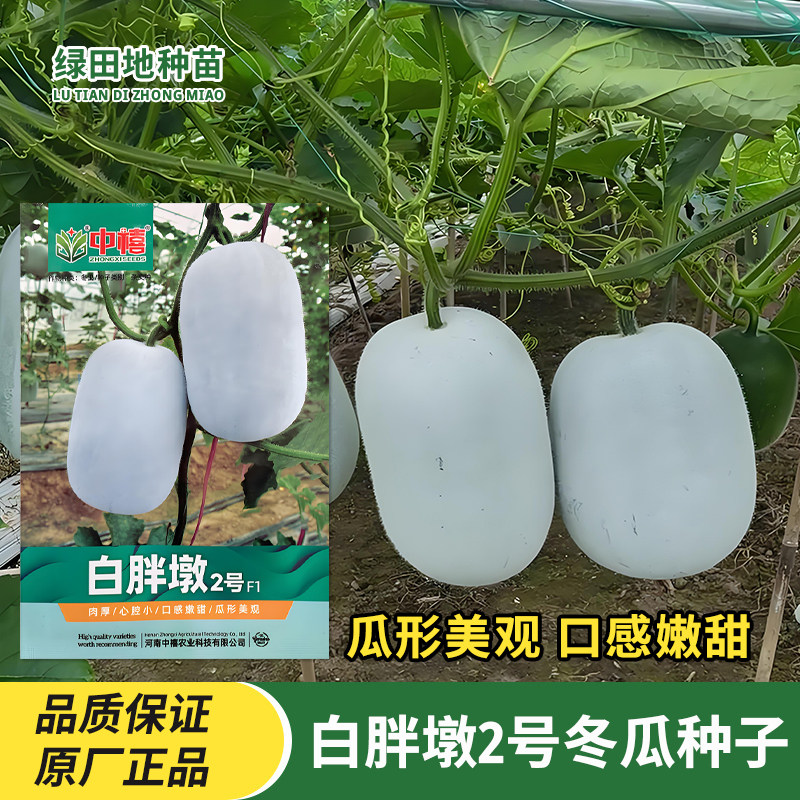 中禧白胖墩2号小冬瓜种子
