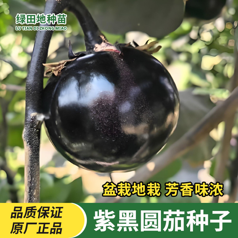 紫黑圆茄种子大圆茄子种子春季夏季秋季四季庭院田园菜地蔬菜种子