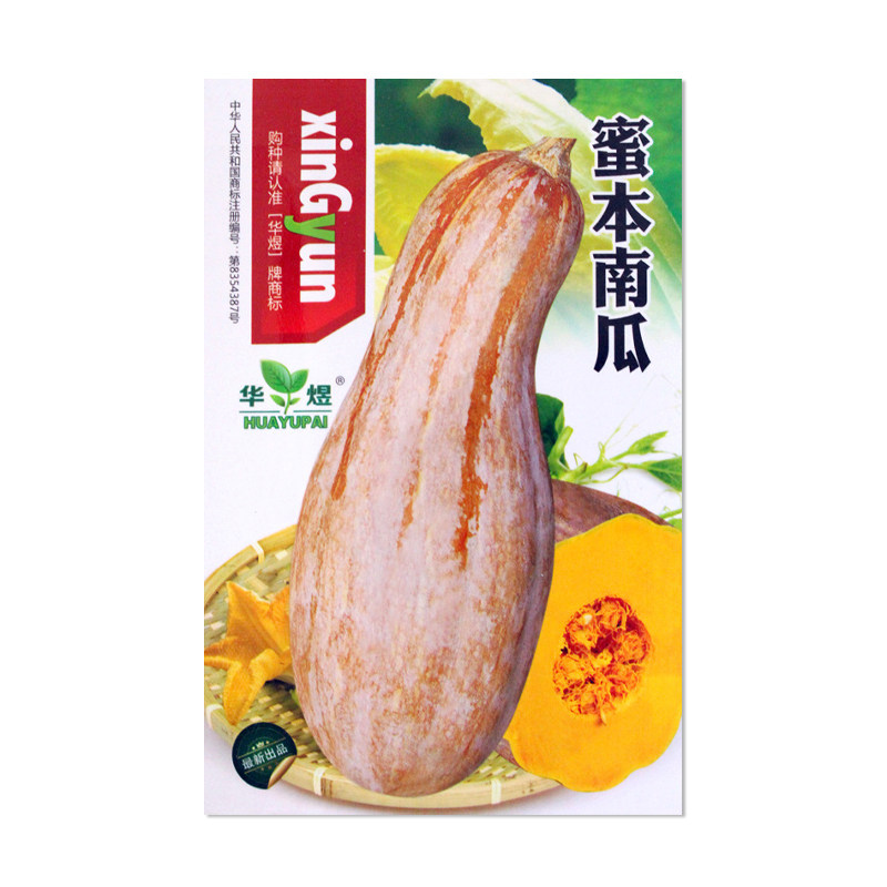 华煜蜜本南瓜种子瓜果种子
