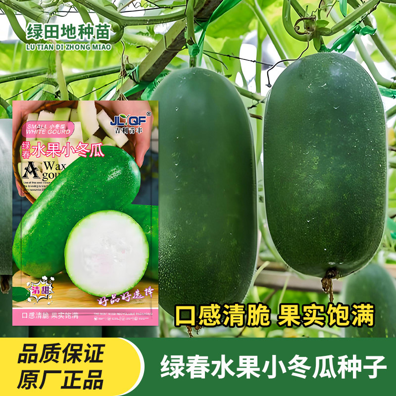 绿春水果小冬瓜种子瓜果种子