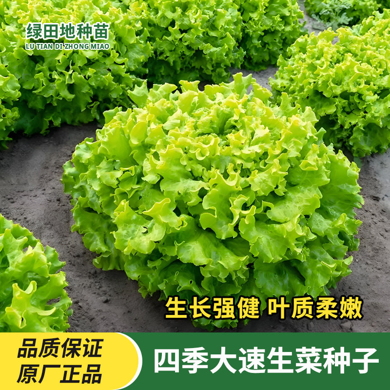 四季大速生菜种子阳台栽