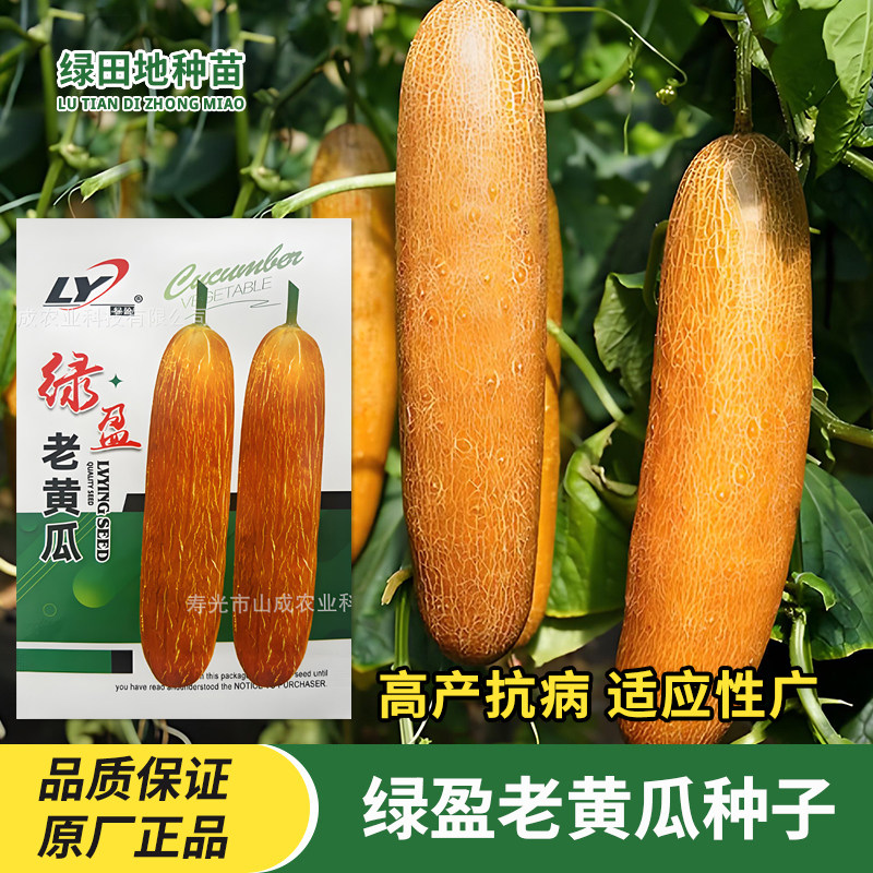 绿盈老黄瓜种子麻皮黄瓜种籽