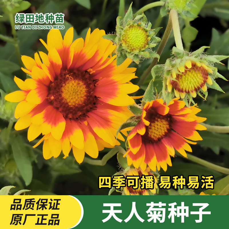 天人菊种子观赏花卉种子多年生花草籽耐热耐旱宿根花盆栽花海绿化