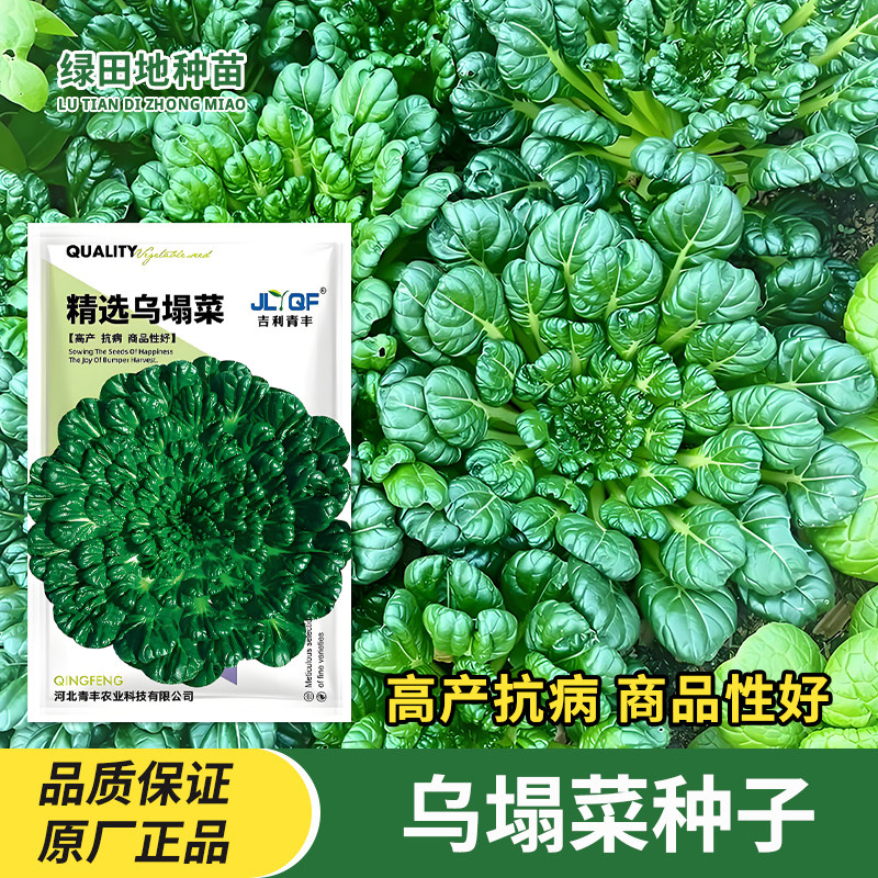 乌塌菜种子四季蔬菜种子