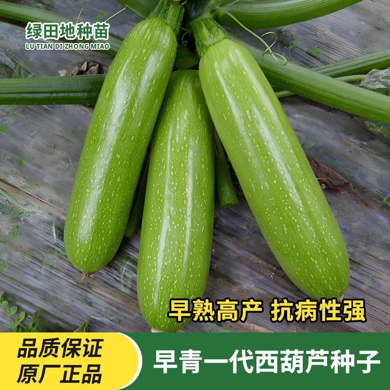 早青一代西葫芦种子蔬菜种子