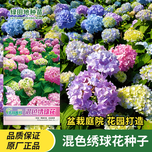 混色绣球花种子室内外阳台庭院盆栽四季春季花海花卉种子花草种子