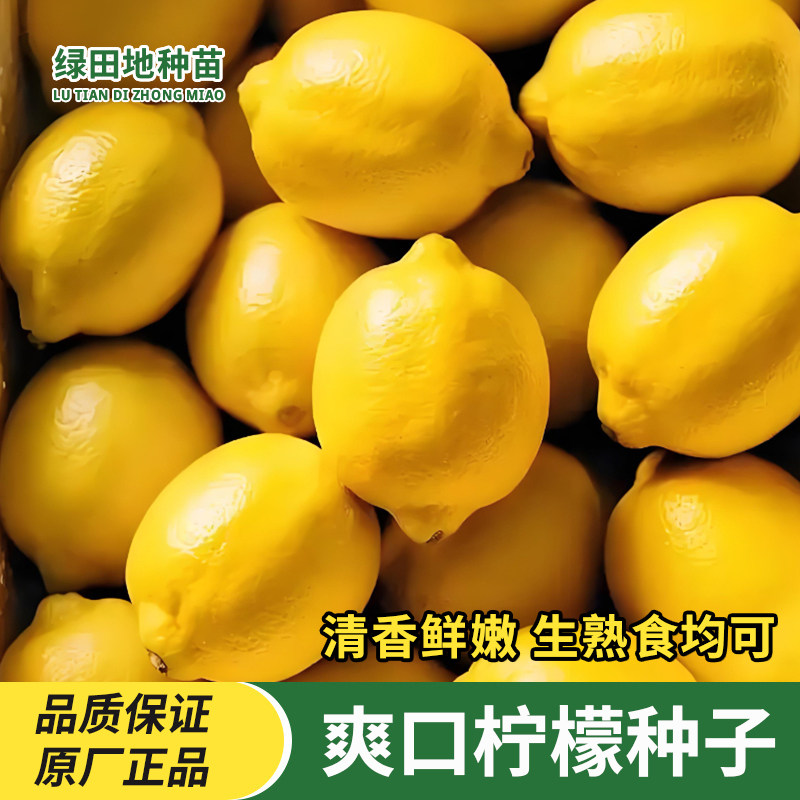 爽口柠檬种子盆栽水果种子