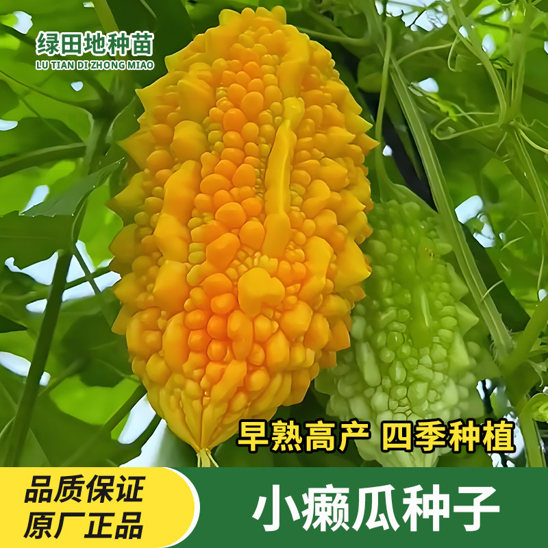 小癞瓜种子赖葡萄金铃子小濑瓜黄金小苦瓜种子春秋季四季蔬菜种子