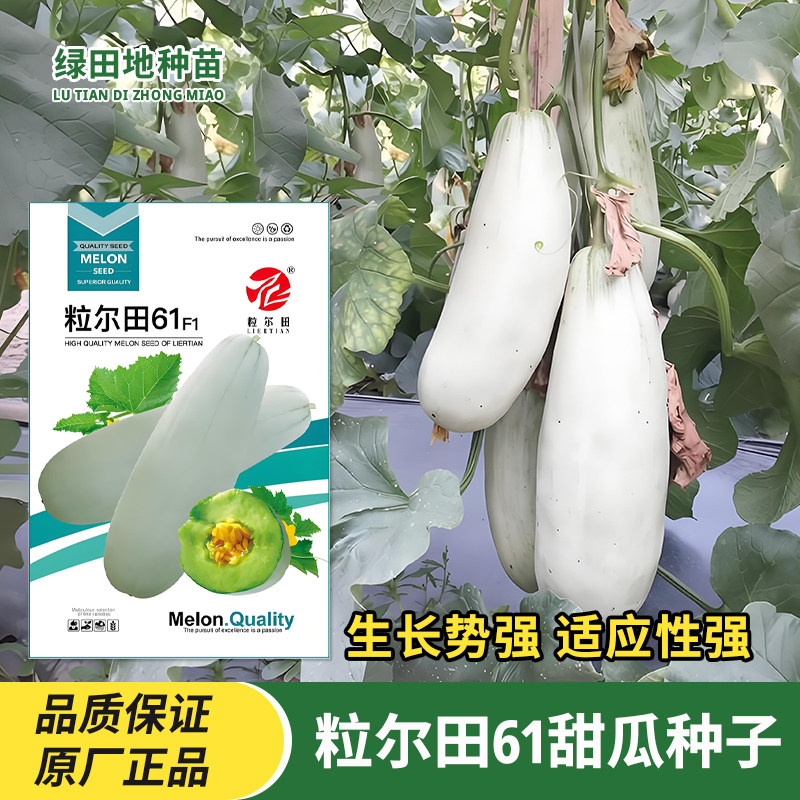 粒尔田61甜瓜种子水果种子