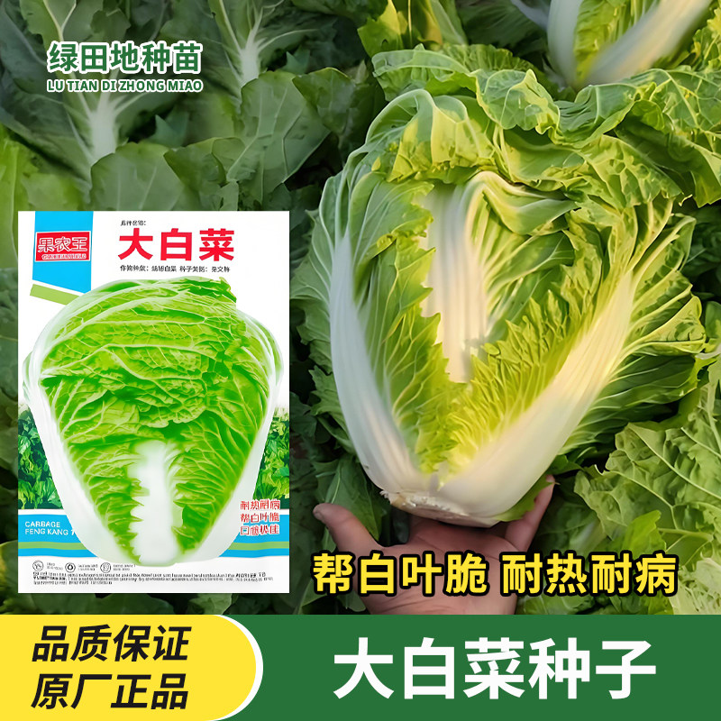 大白菜种子四季蔬菜种子