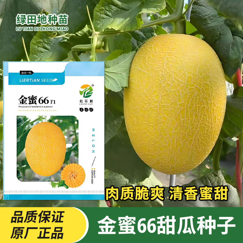 粒尔田金蜜66黄皮网纹甜瓜种子