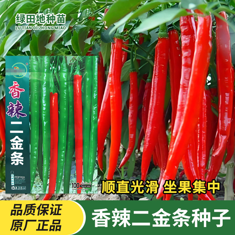 中研香辣二金条种子二荆条辣椒
