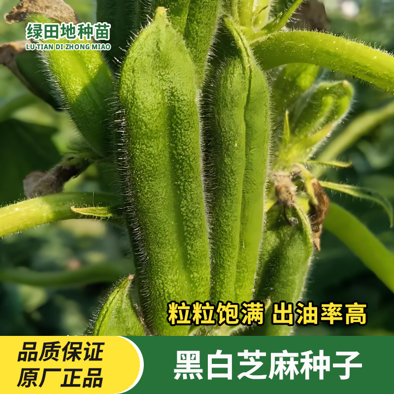 黑芝麻种子白芝麻种子黑胡麻籽大田用大籽高产抗病抗倒蔬菜种子籽