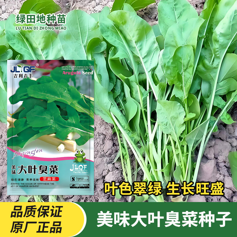 大叶臭菜种子东北芝麻菜