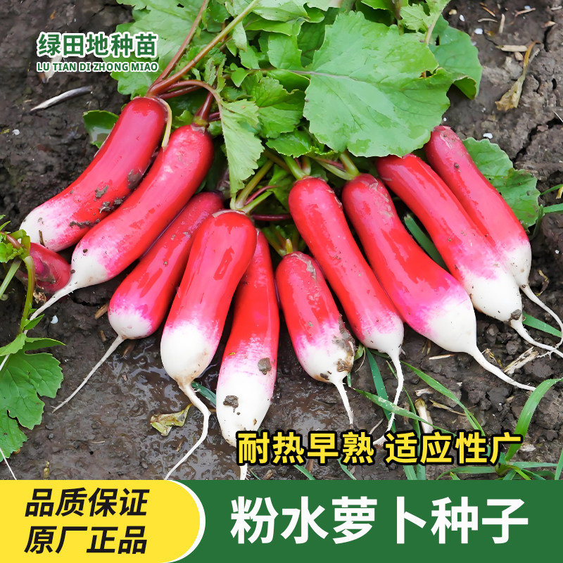 大粉水萝卜种子水果萝卜