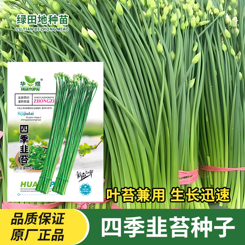 四季韭苔种子苔叶两用