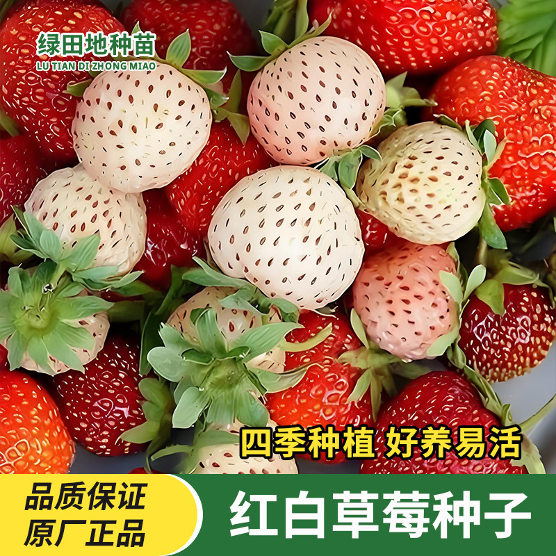 红草莓种子白草莓种孑