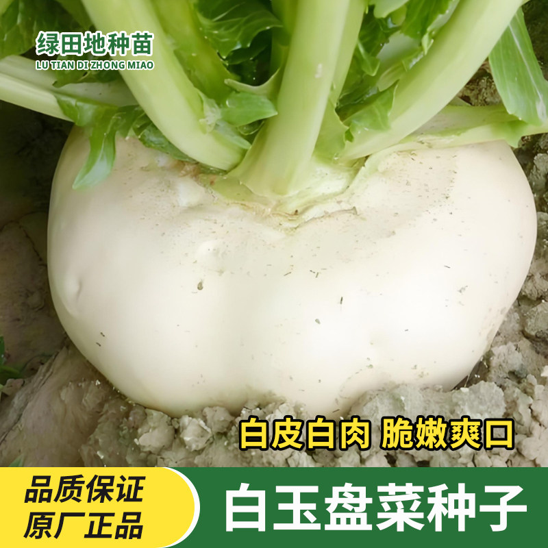 白玉盘菜种子温州盘菜头可腌制大头菜芥菜盆菜冬秋季田园蔬菜种子
