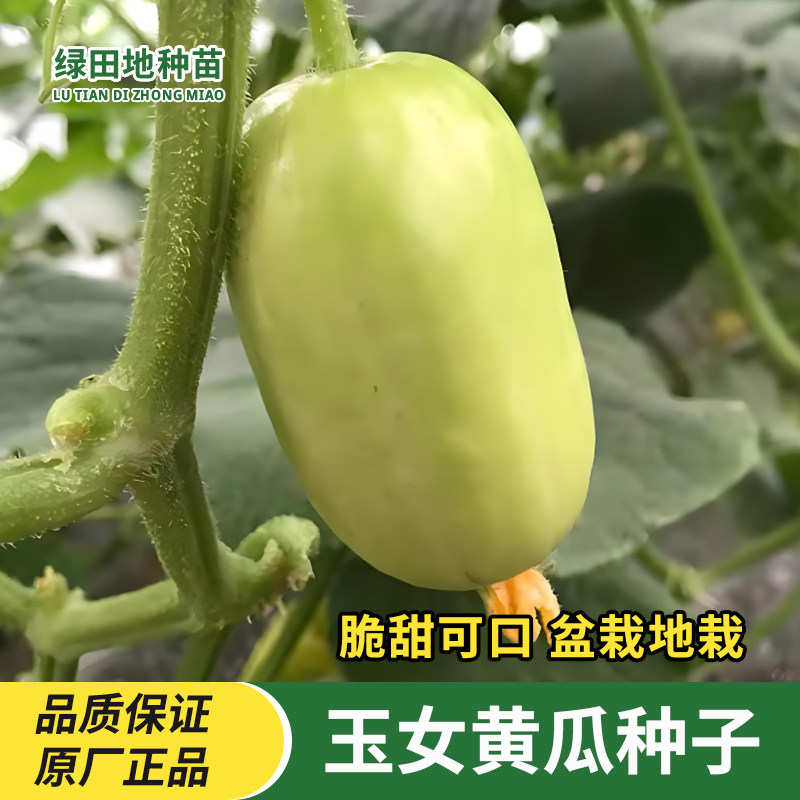 玉女黄瓜种子水果黄瓜迷你小黄瓜种籽春季秋季家庭田园水果种子籽