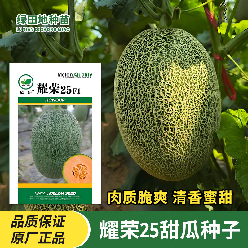 耀荣25甜瓜种子哈密瓜种子