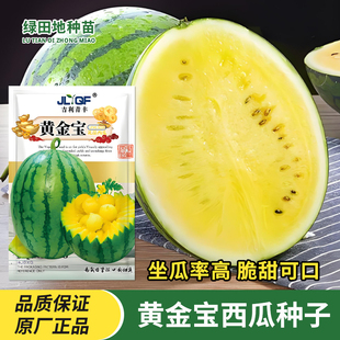 黄金宝西瓜种子早熟黄心薄皮超甜黄壤花皮西瓜籽农田盆栽水果种子
