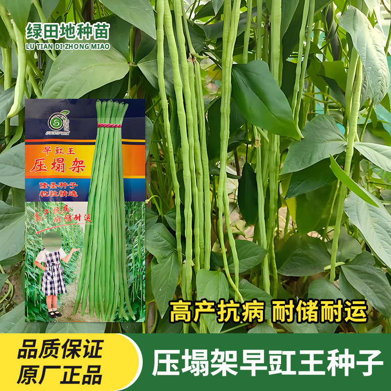早豇王压塌架豆角种子豇豆种子