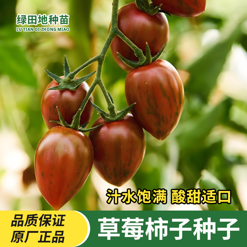 草莓番茄种子草莓柿子