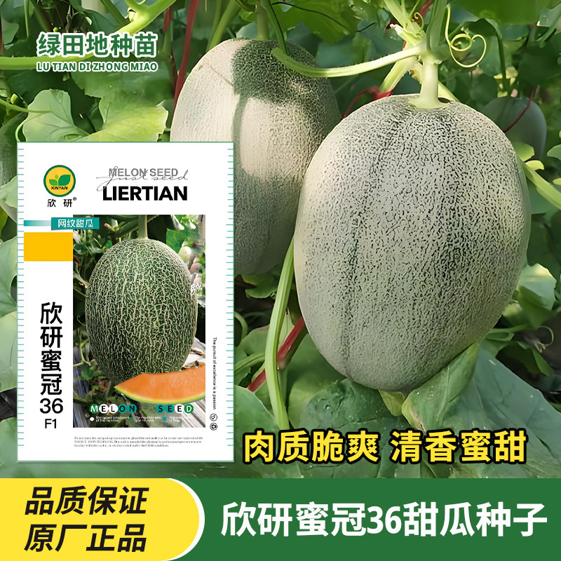 欣研蜜冠36甜瓜种子哈密瓜
