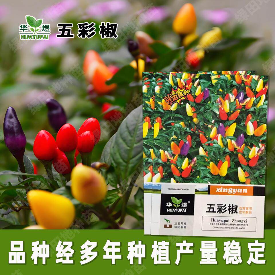 华煜五彩椒种子高产适应广