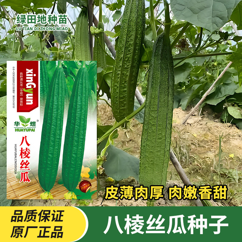 八棱丝瓜种子皮薄肉厚大肉棱角丝瓜棱瓜棱丝瓜春季田园蔬菜种孑籽