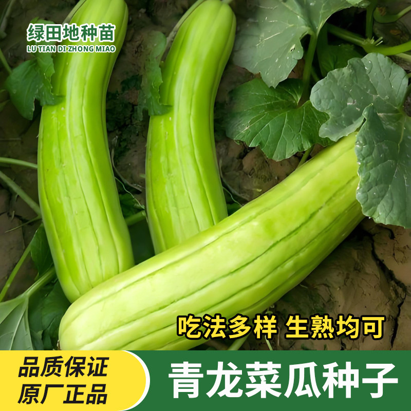 青龙菜瓜种子蔬菜瓜果