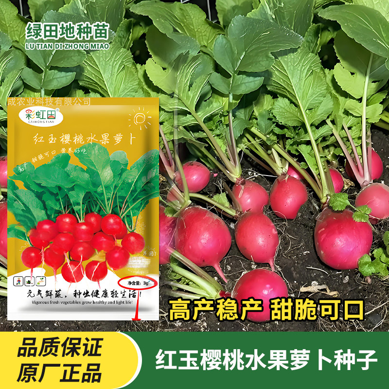 红玉樱桃水果萝卜种子