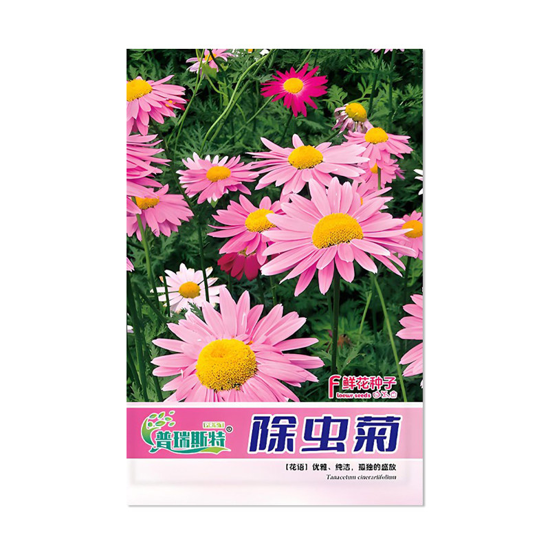 普瑞斯特除虫菊种子花卉种子
