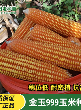 金玉999杂交玉米种子高产矮杆大棒籽粒黄色穗轴红色半马齿型抗倒