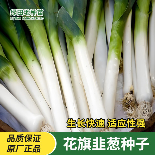 花旗韭葱种子四季播阳台蔬菜种子