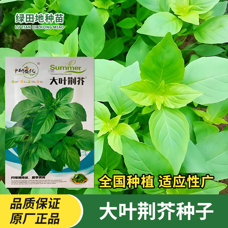 大叶荆芥种子速生叶菜