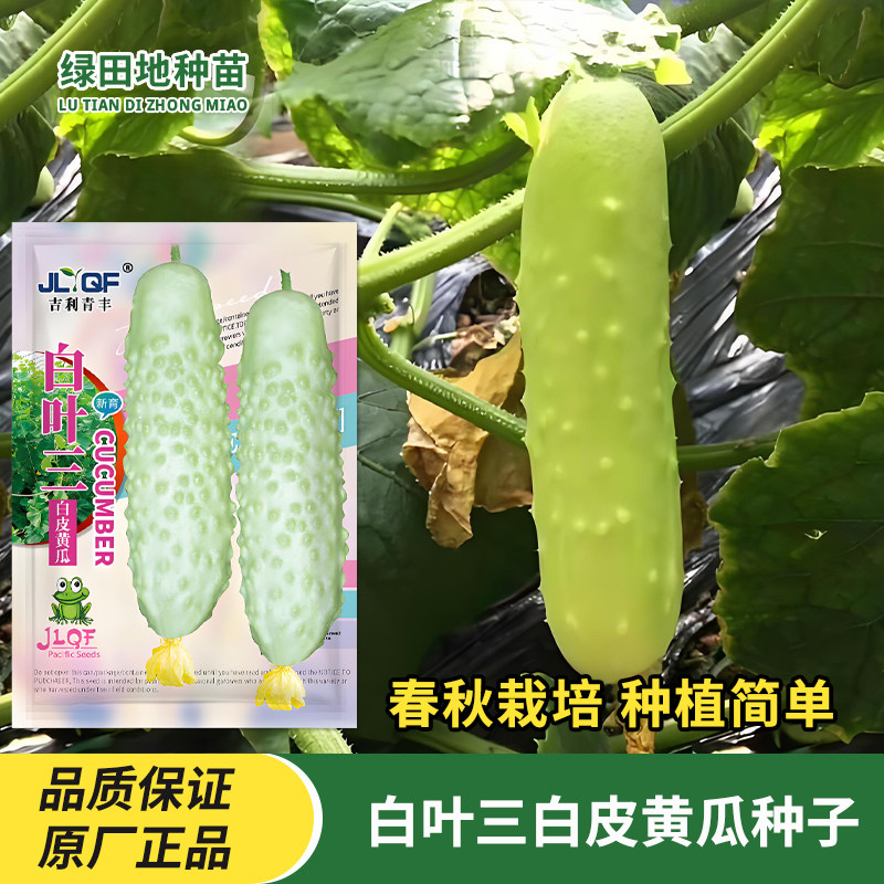 白叶三白皮黄瓜种子奶油水果黄瓜四季春季秋季庭院田园蔬菜种子籽