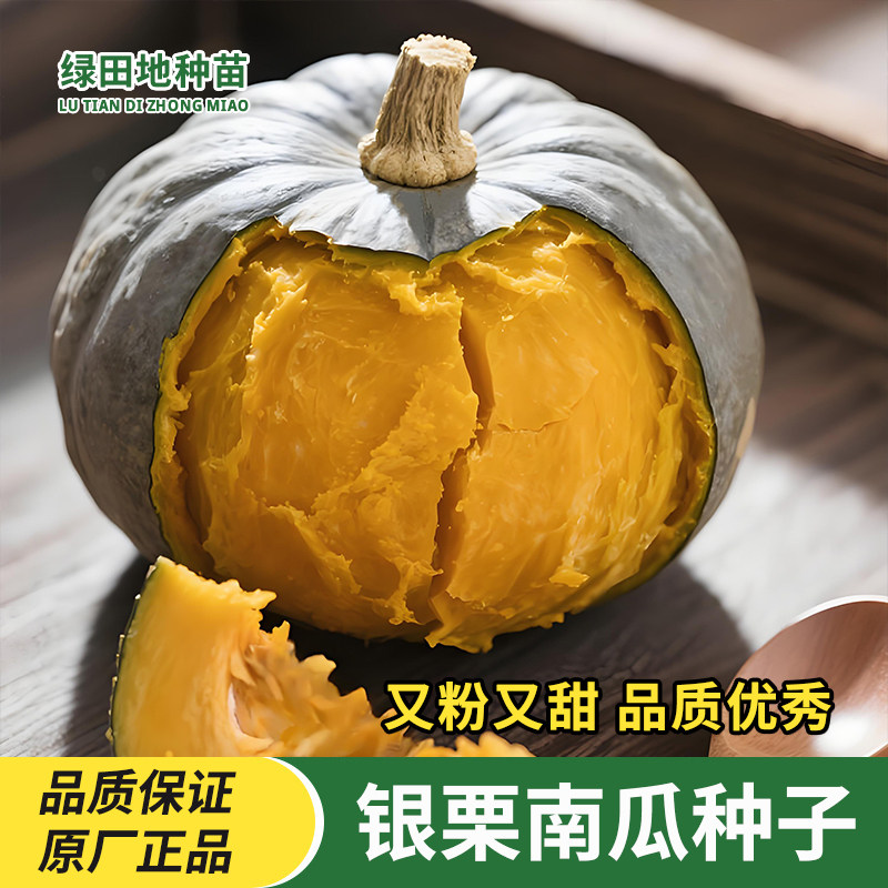 银栗南瓜板栗南瓜种子