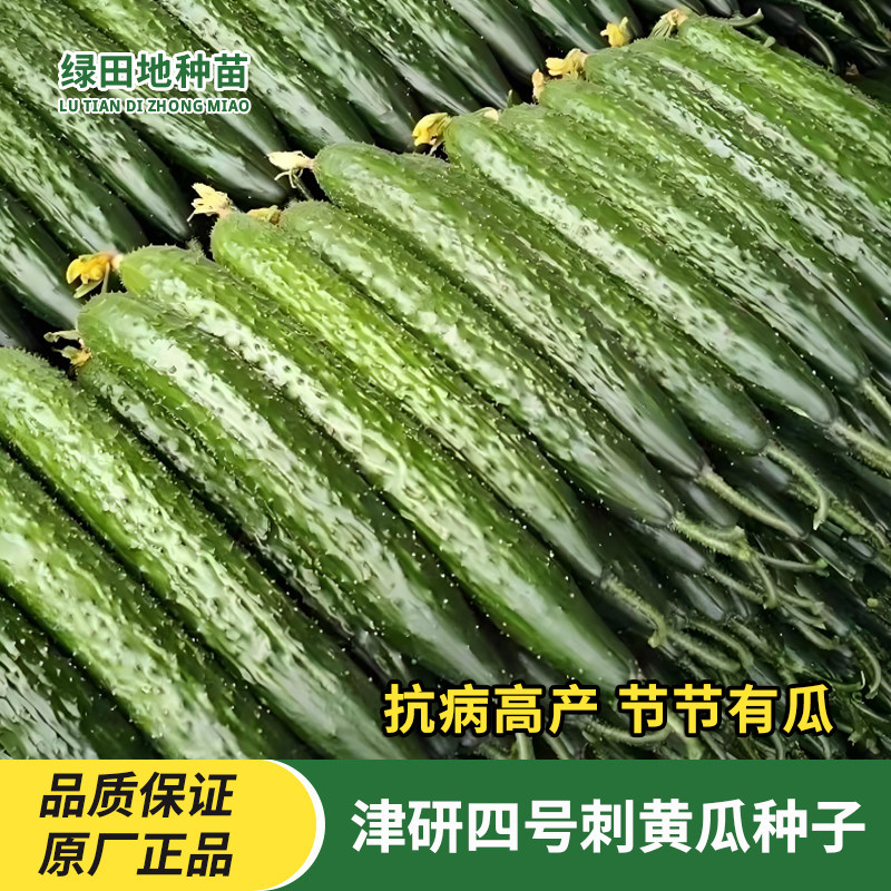 津研四号刺黄瓜种子玉女水果黄瓜唐山秋瓜满地爬水果黄瓜蔬菜种子