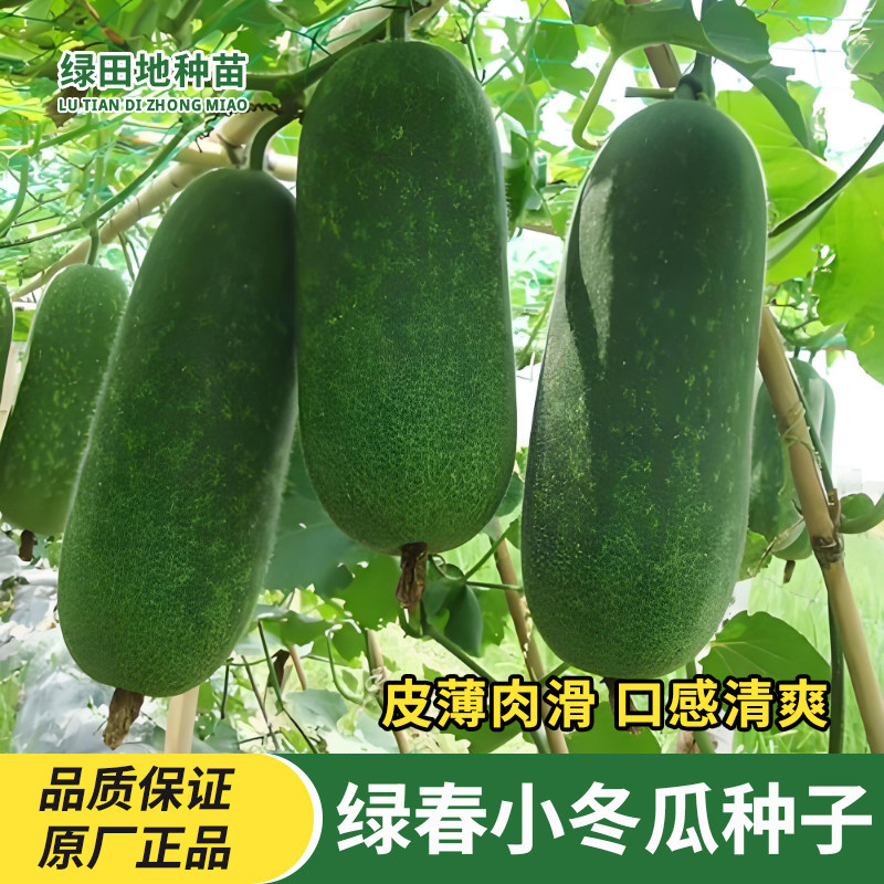 绿春小冬瓜种子蔬菜种子