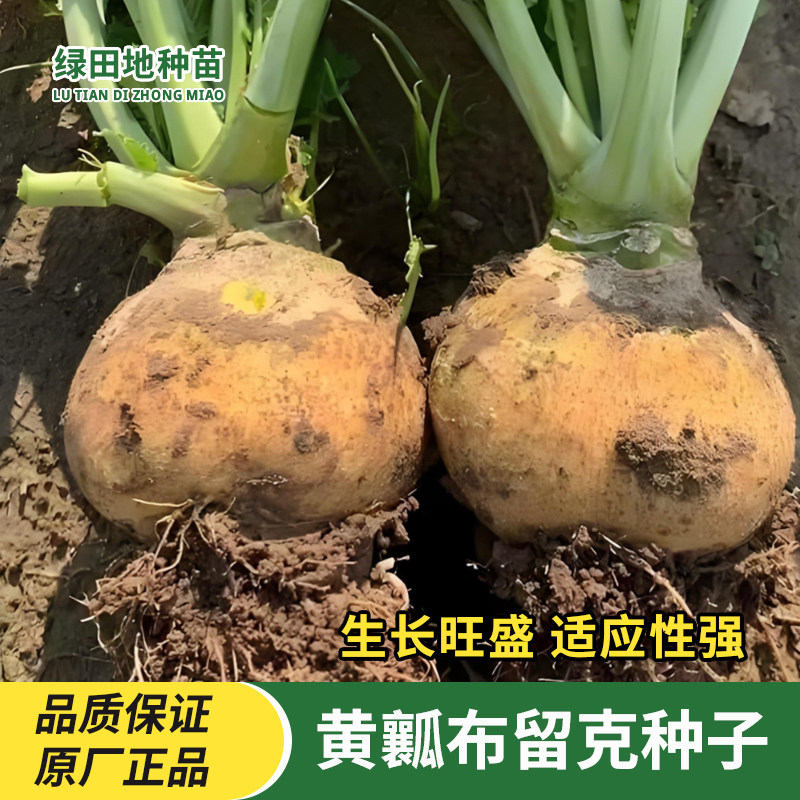 黄瓤布留克种子卜留克黄瓤种籽古圆蔓菁芜菁圆盘菜土苤蓝蔬菜种子