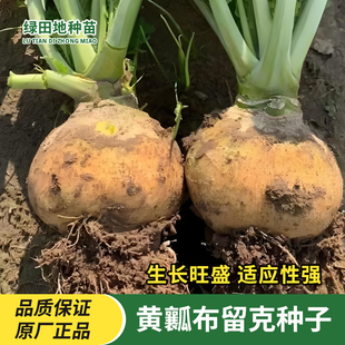 黄瓤布留克种子卜留克黄瓤种籽古圆蔓菁芜菁圆盘菜土苤蓝蔬菜种子