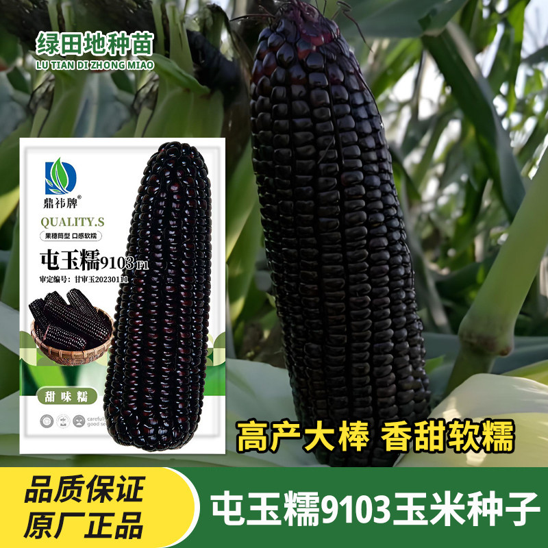 屯玉糯9103黑玉米种子