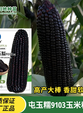 屯玉糯9103黑玉米种子甜糯玉米种籽糯粘黑紫色水果玉米种农家庭院