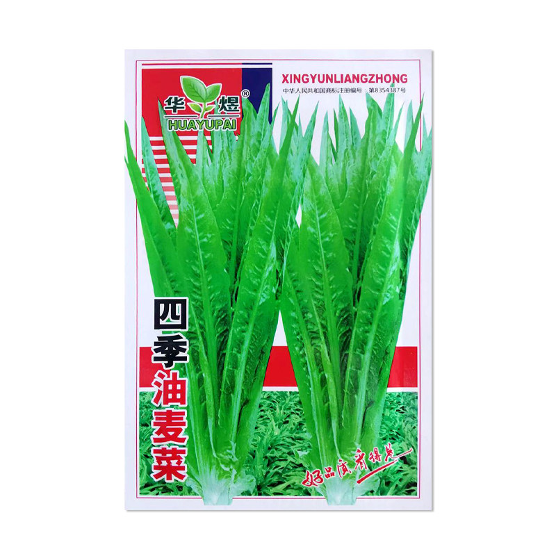 华煜四季油麦菜种子蔬菜种子