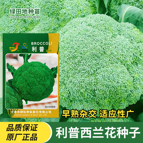津耘利普西兰花种子蔬菜籽