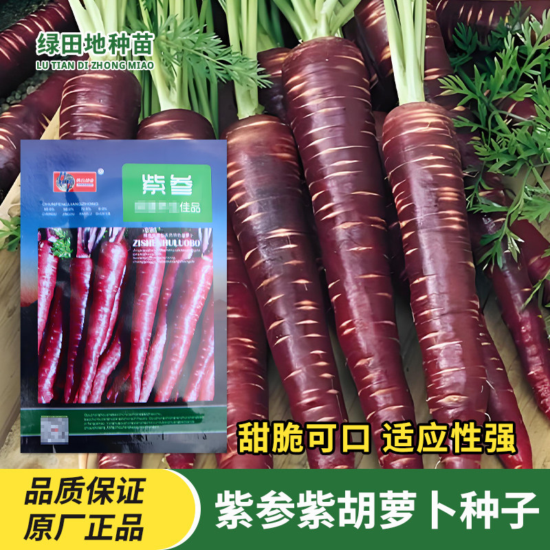 紫参紫胡萝卜种子蔬菜种子籽